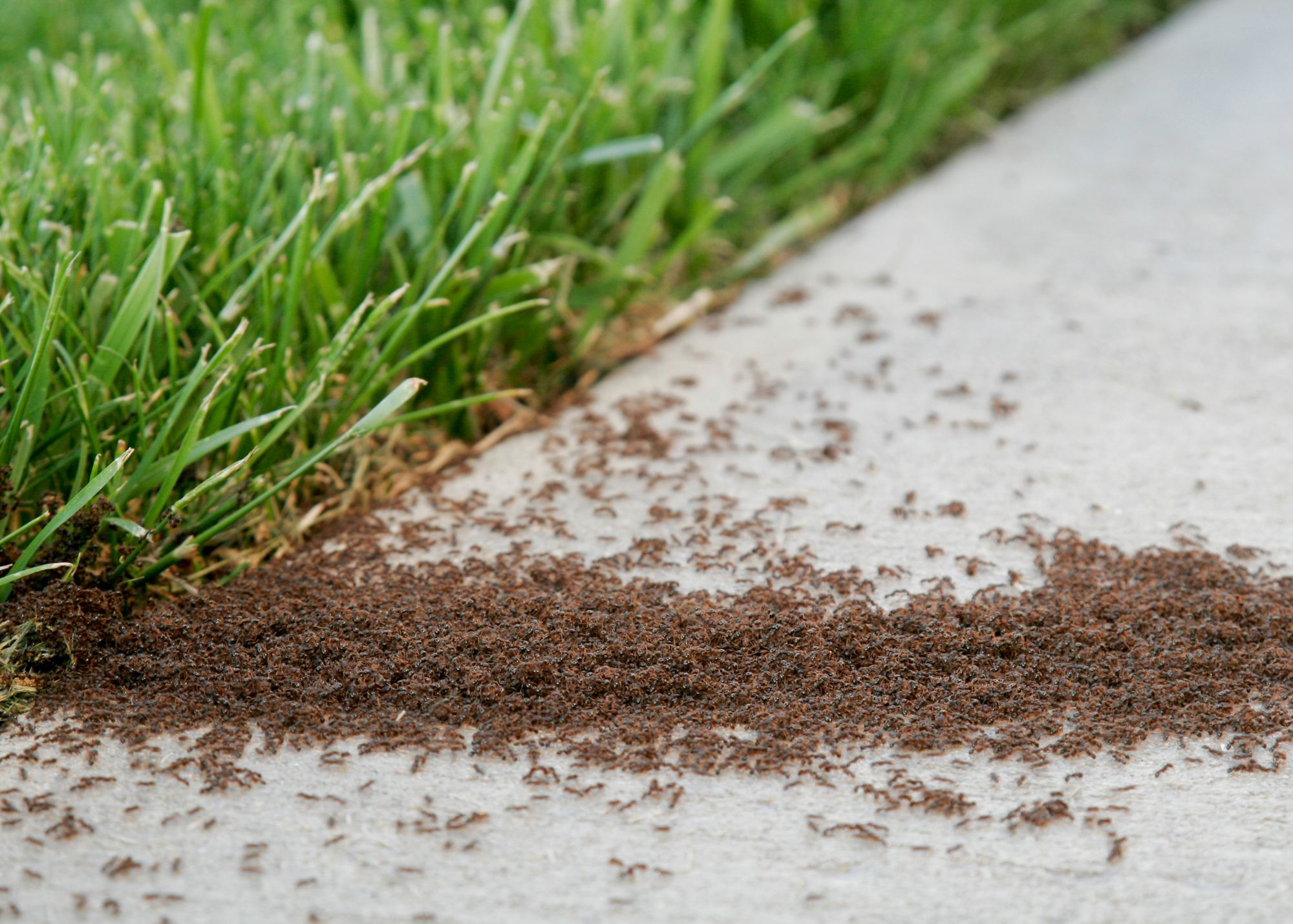 Lawn Pest Control Oveido